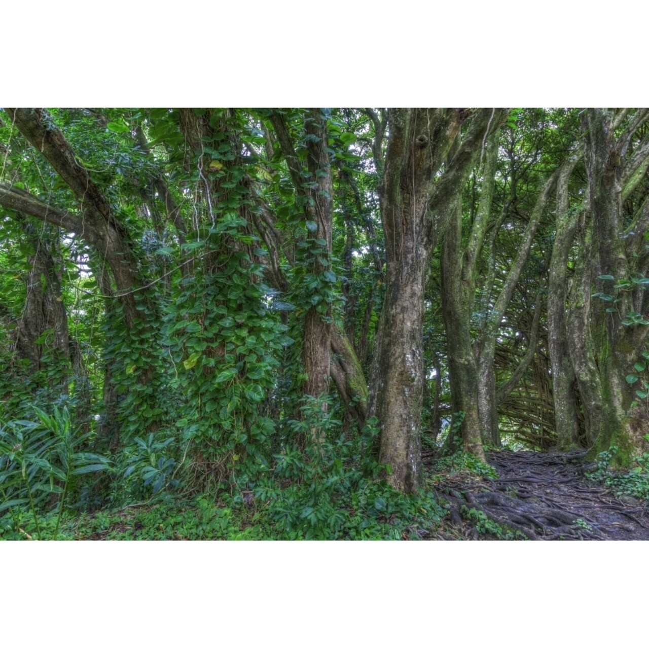 Banyan Trees Near Rainbow Falls Wailuku River State Park Hilo Big Island Hawaii Usa Poster Print By Stuart Westmorland